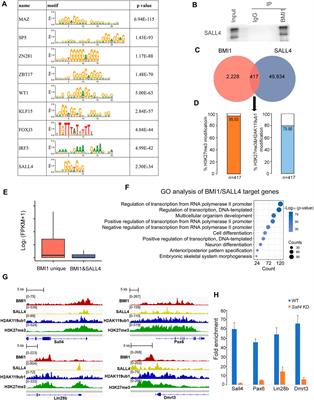 BMI1 fine-tunes gene repression and activation to safeguard undifferentiated spermatogonia fate